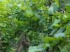 фото кустов винограда Лора и Кудерка