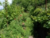 Фото рядов кустов винограда с розами