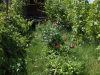 Фото роз между рядами винограда